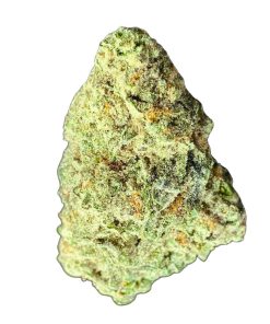 a close up of a plant EL Blanco