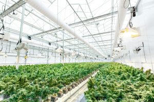 "Cannabis Growth 101: Mastering Autoflower and Photoperiod Strains"