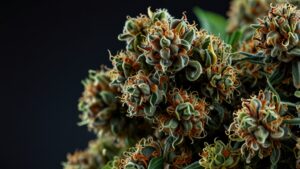 MAC Daddy Strain