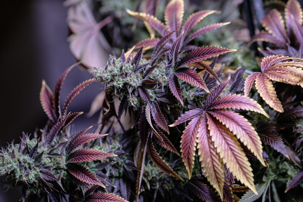 Weed Delivery Flowers, Buds Puff Pass