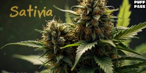 How to Choose the Right Sativa Strain in 2025