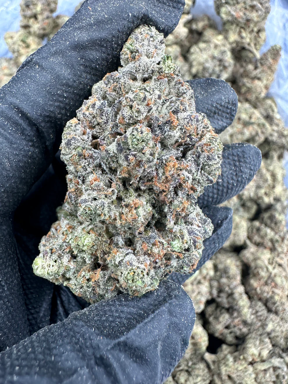 Buy Marathon OG online | Puff Pass