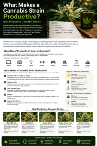 What Makes a Cannabis Strain Productive? Best Productive Cannabis Strains